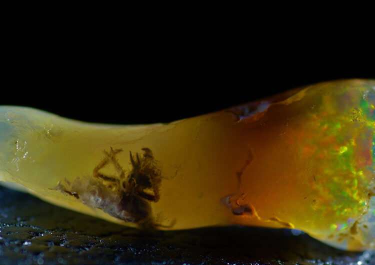 Fossilized Insect Found Preserved in Opal, a Rare 4–7 Million-Year-Old Discovery