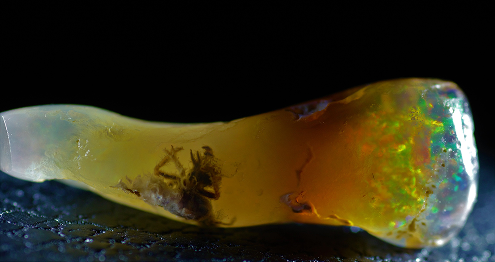 Fossilized Insect Found Preserved in Opal, a Rare 4–7 Million-Year-Old Discovery