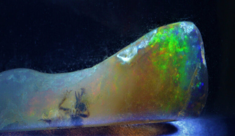 Fossilized Insect Found Preserved in Opal, a Rare 4–7 Million-Year-Old Discovery